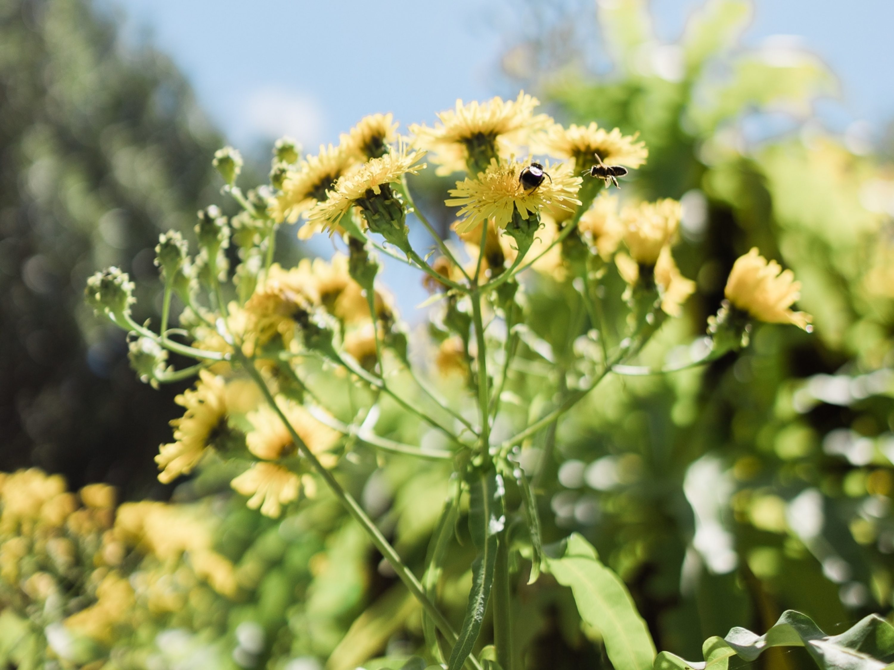 Daytrip Itinerary - Botanical | Tresco Island