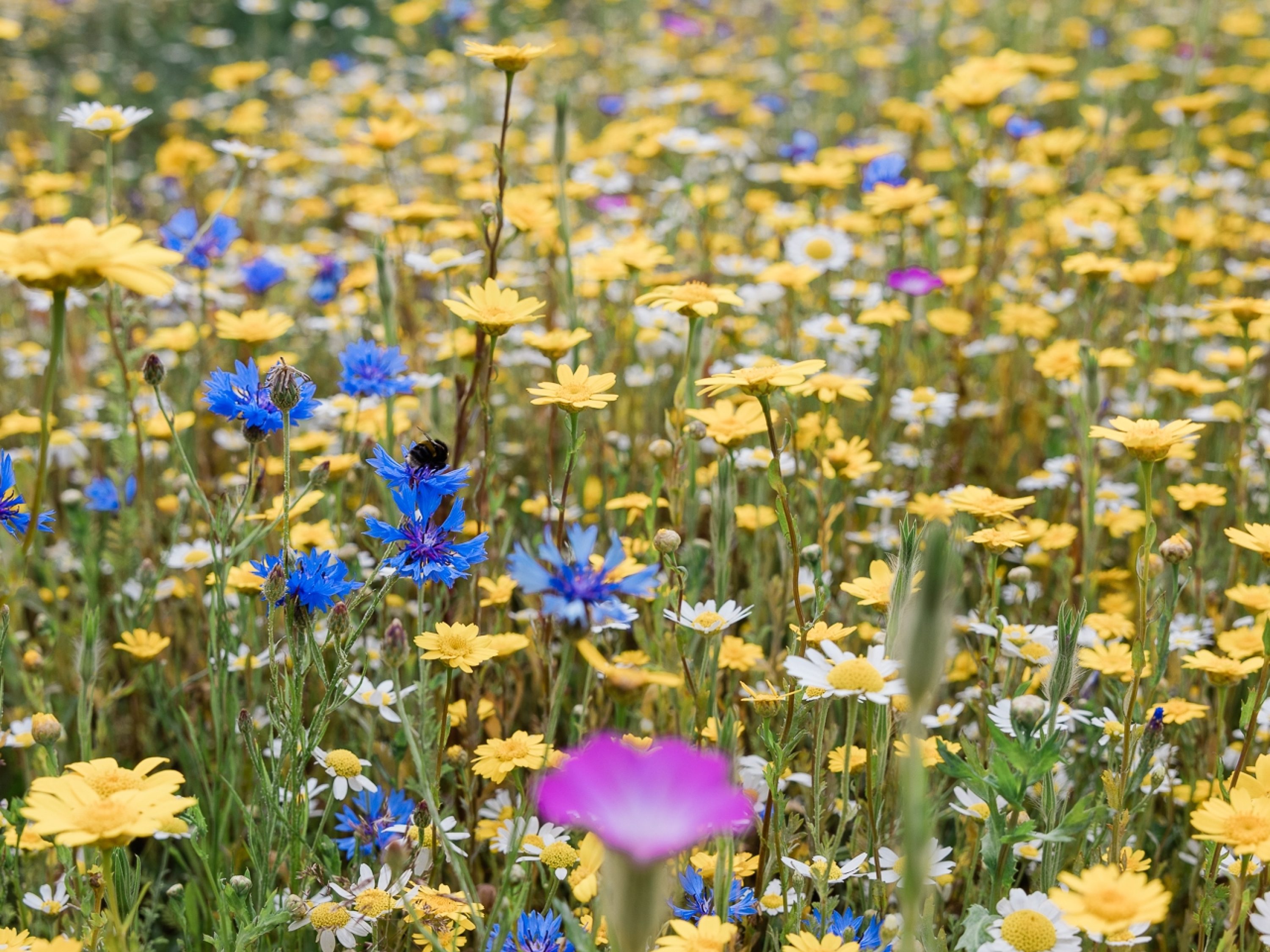 Daytrip Itinerary - Botanical | Tresco Island